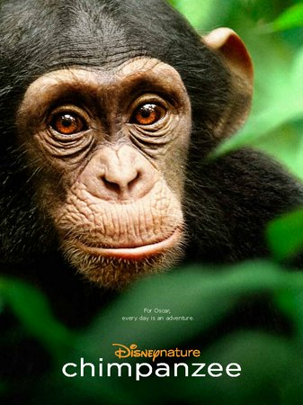 Chimpanzee, 
