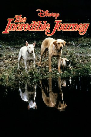 The Incredible Journey, Émile Genest,John Drainie,Tommy Tweed,Sandra Scott,Syme Jago,Marion Finlayson,Ronald Cohoon,Robert Christie,Beth Lockerbie,Jan Rubes